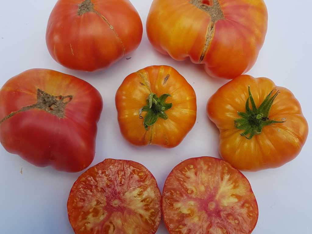 Hillbilly potato leaf